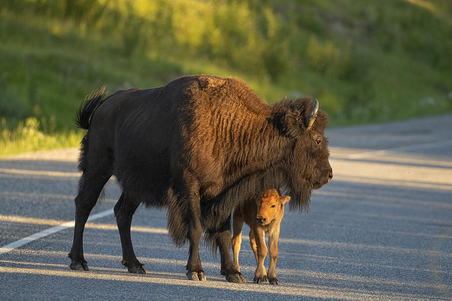 Bison With Baby Photograph by Tracy