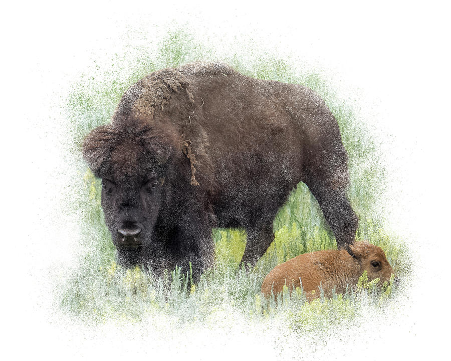 Bison Protecting Calf Photograph by Patti Deters