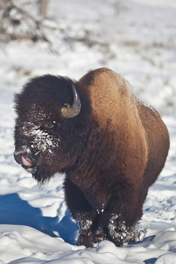 Bison with Tongue Photograph by Stefanie Kilts - Fine Art America