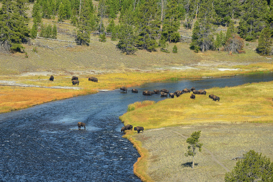 Yellowstone National Park Digital Art - Bison, Yellowstone Np, Wyoming by Heeb Photos