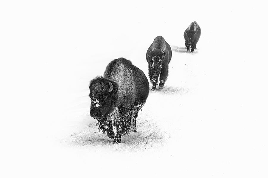 Nature Photograph - Bisons by Siyu And Wei Photography