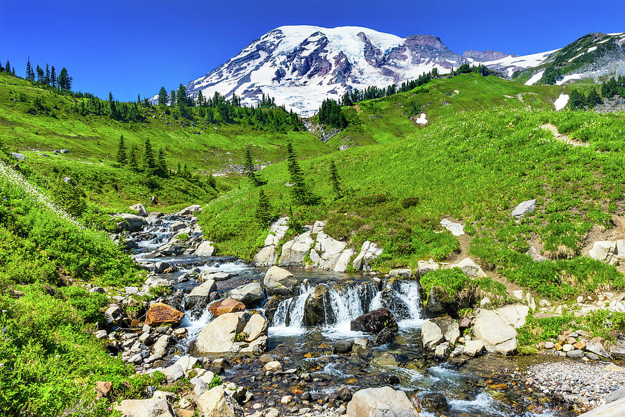 Mount Rainier National Park Photograph - Bistort Wildflowers, Edith Creek, Mount by William Perry
