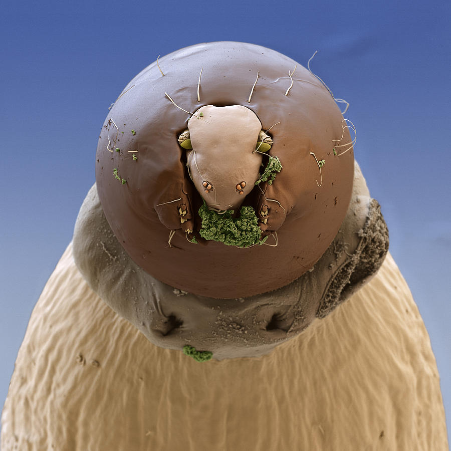 Biting Midge, Ceratopogonidae Sp Photograph by Meckes/ottawa