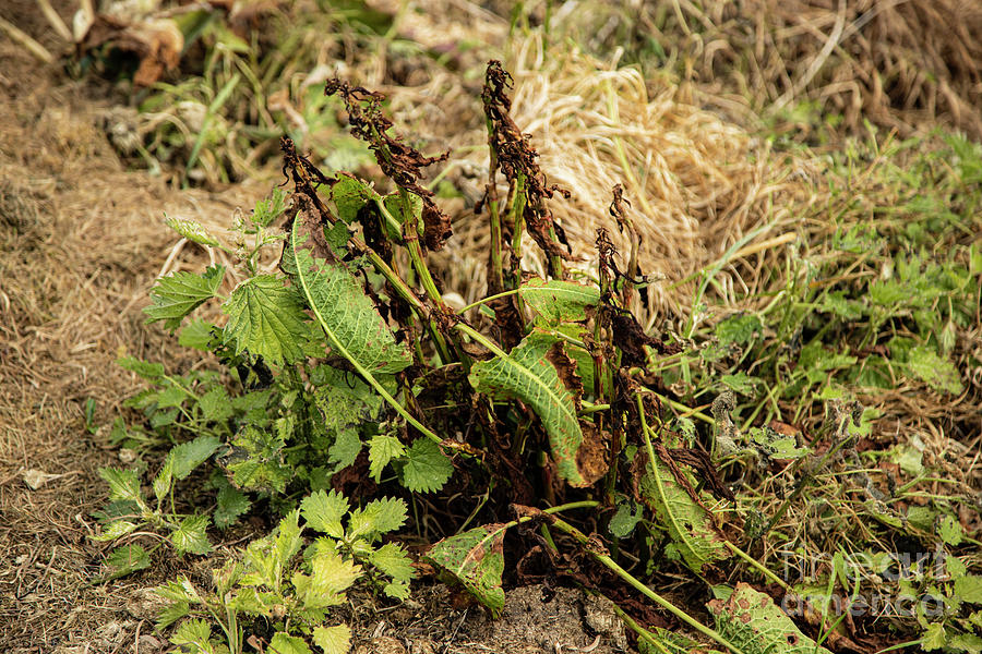 Bitter Dock (rumex Obtusifolius) Treated With Herbicide Photograph by ...