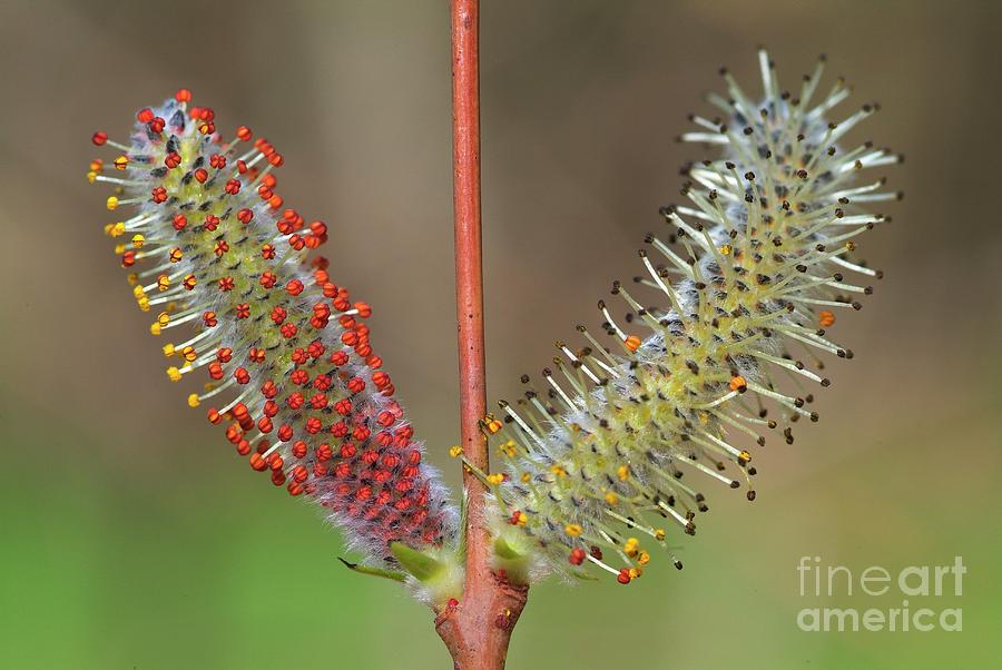 Bitter Willow Flowers by Bruno Petriglia/science Photo Library