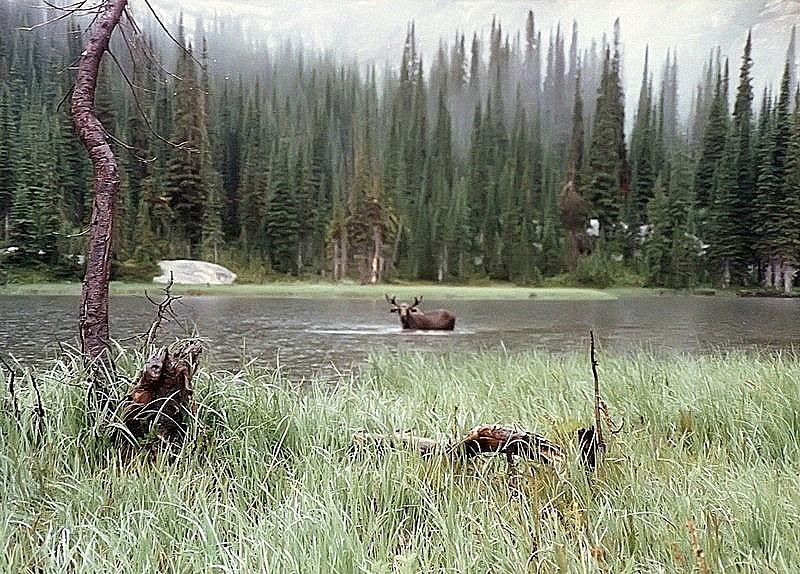 Bitterroot Moose Photograph Photograph by Kimberly Walker