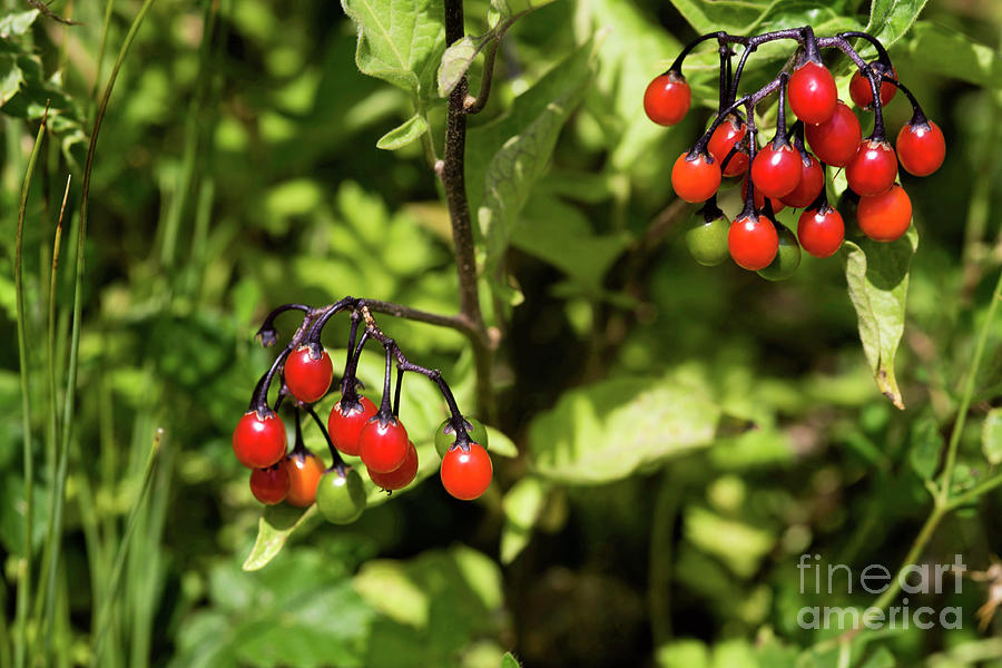 Nature Photograph - Bittersweet Berries (solanum Dulcamara) by Dr Keith Wheeler/science Photo Library