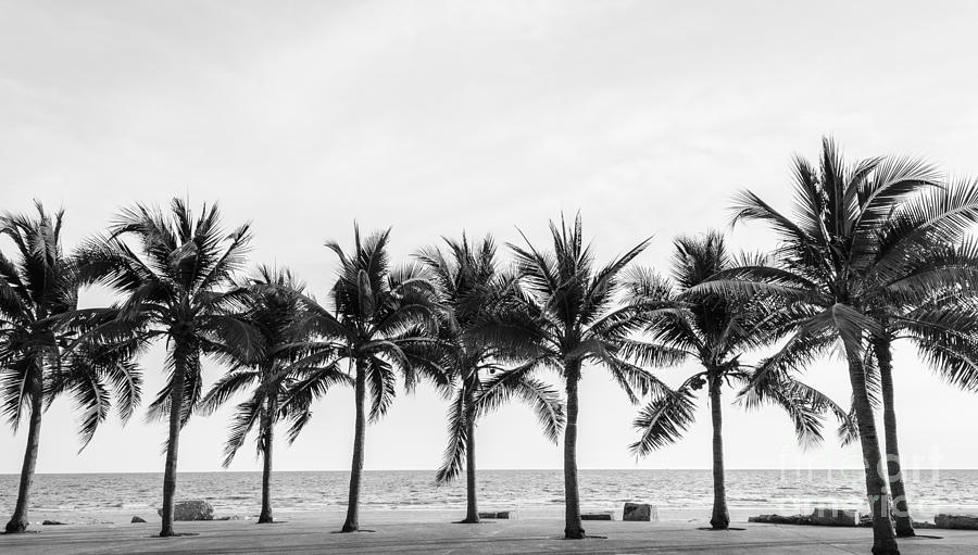 Palm Photograph - Black & White View Of Beautiful Beach by Wassana Mathipikhai Palm Photograph - Black & White View Of Beautiful Beach by Wassana Mathipikhai