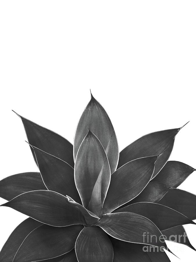 Black Agave #1 #tropical #decor #art Photograph by Anitas and Bellas ...