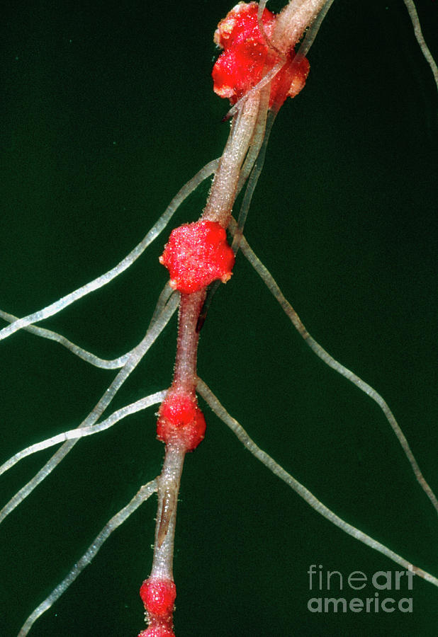 Black Alder Root Nodules Photograph by Biophoto Associates/science Photo Library