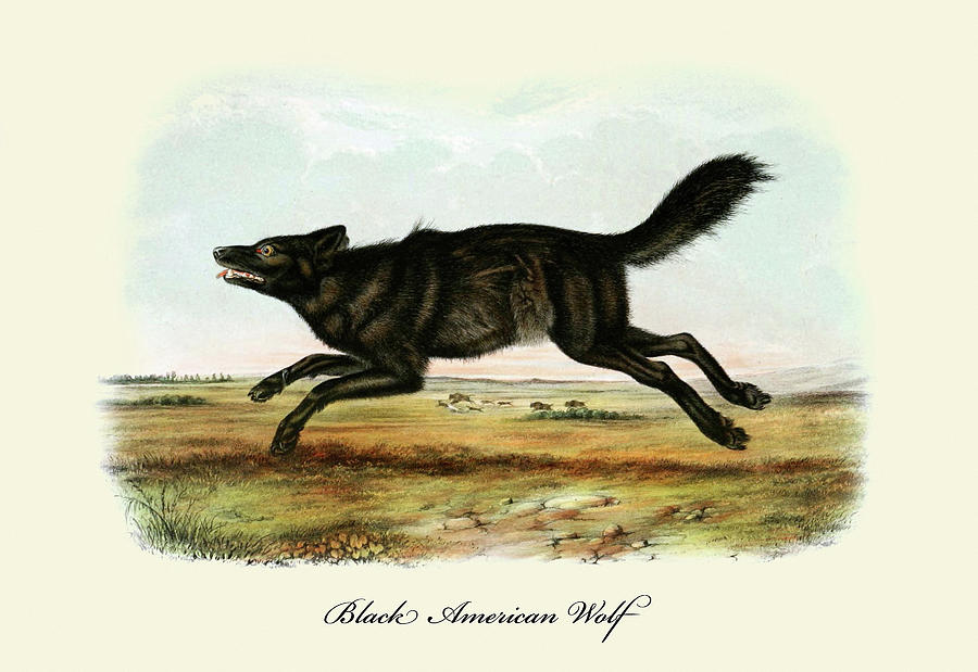 Black American Wolf Painting by John Joseph Audubon Black American Wolf Painting by John Joseph Audubon