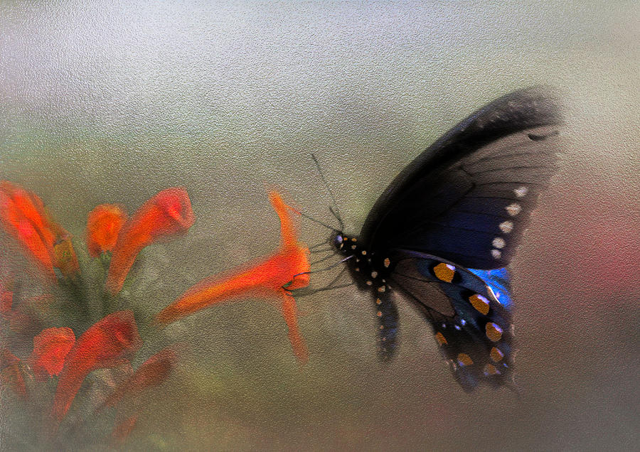 Black and Blue Beauty Photograph by Leticia Latocki