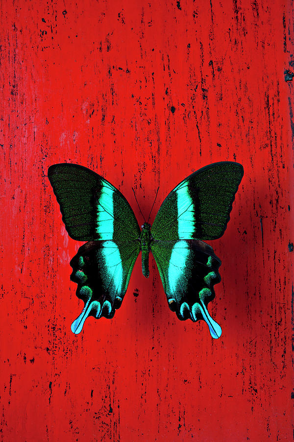 Black And Blue Butterfly On Red Wall Photograph by Garry Gay