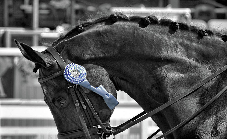 Black And Blue Photograph by Dressage Design