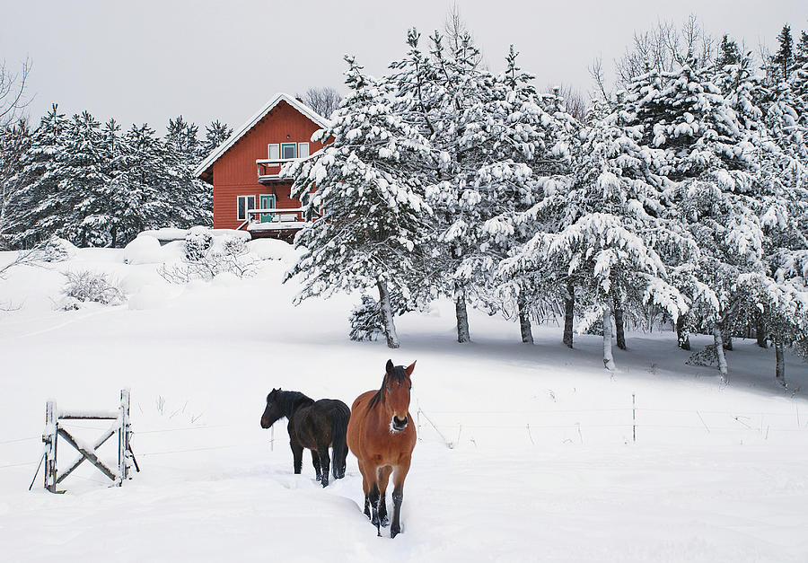 Black And Brown Horse Photograph by Anne Louise Macdonald Of Hug A Horse Farm Black And Brown Horse Photograph by Anne Louise Macdonald Of Hug A Horse Farm