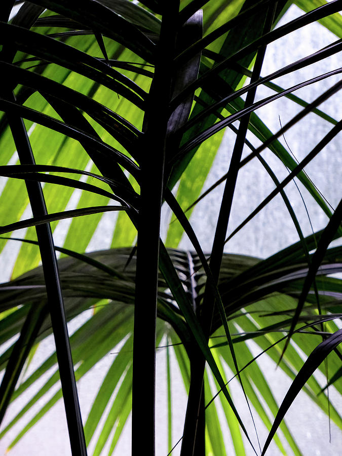 Black and Green Palm Leaves Photograph by Steve Taylor