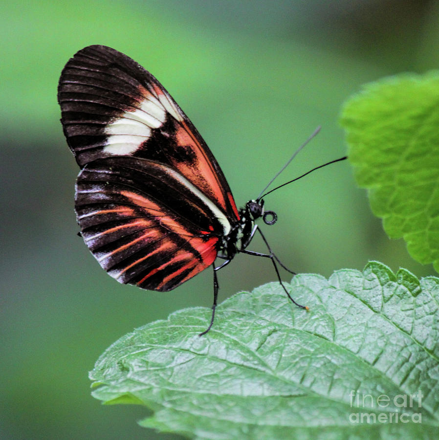 Black and Red Butterfly Photograph by Laura Atkinson Fine Art America