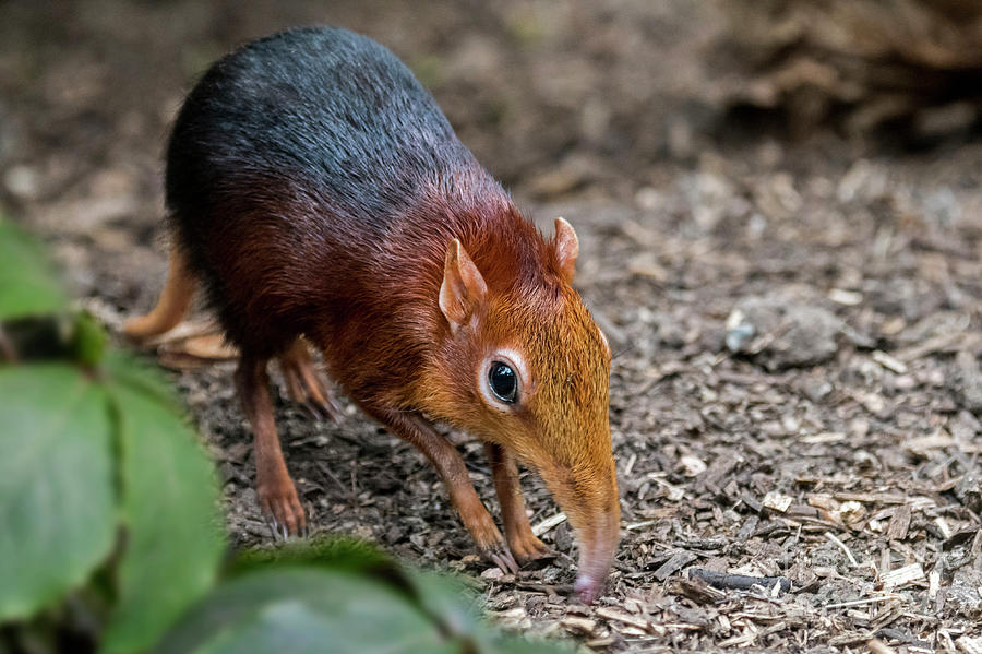 Black and Rufous Elephant Shrew Photograph by Arterra Picture Library