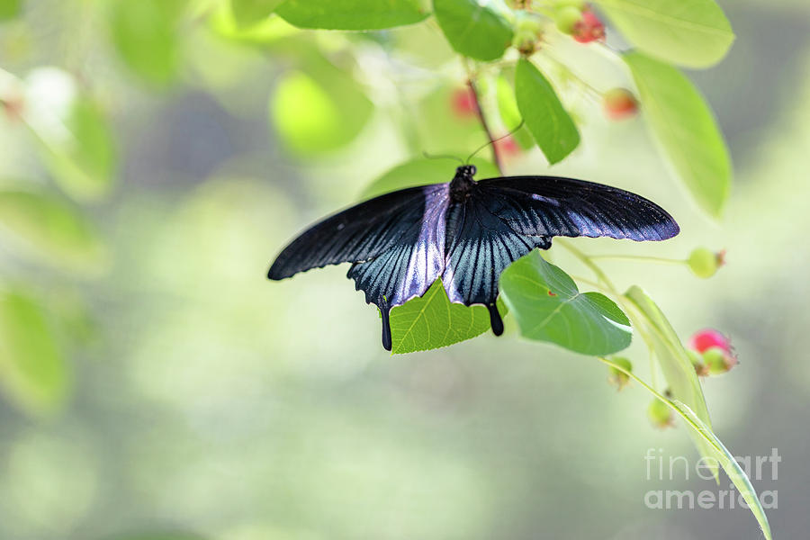 Black and Silver Butterfly Photograph by Janice Noto - Pixels