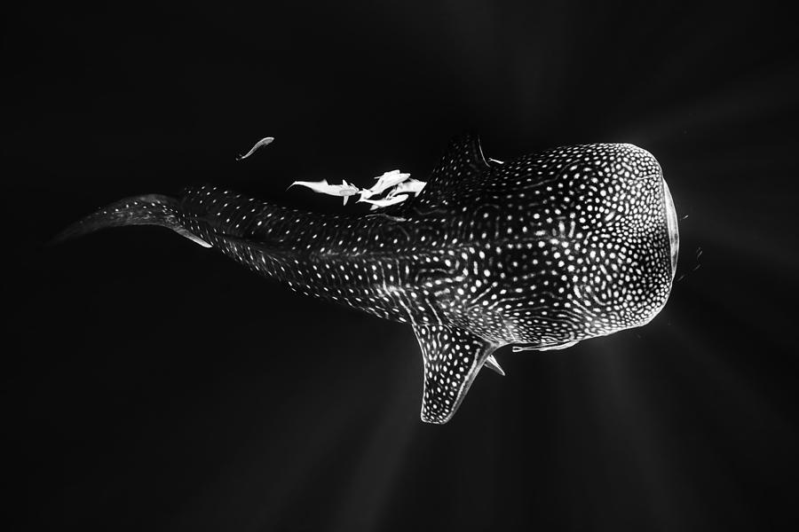 Wildlife Photograph - Black And Whale Shark by Barathieu Gabriel
