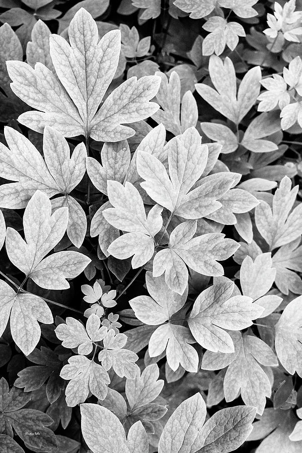 Black And White Abstract Leaves Photograph by Christina Rollo