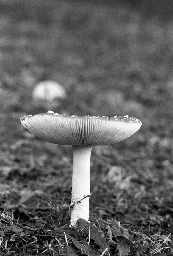 Black and White Amanita Muscaria Photograph by Crystal Hagar