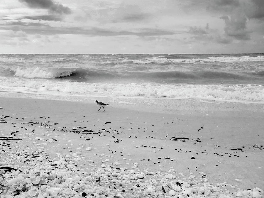 Black And White Beach, Sanibel Island Photograph By Anna Miller - Fine 