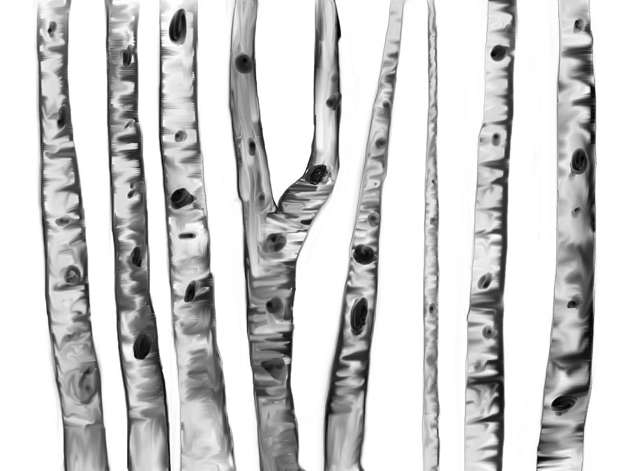 Black and White Birches Digital Art by Paula Brown