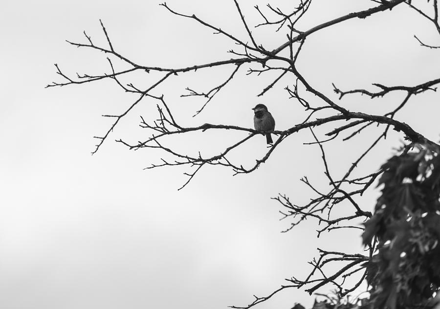 Black and White Bird Photograph by Joseph Korte