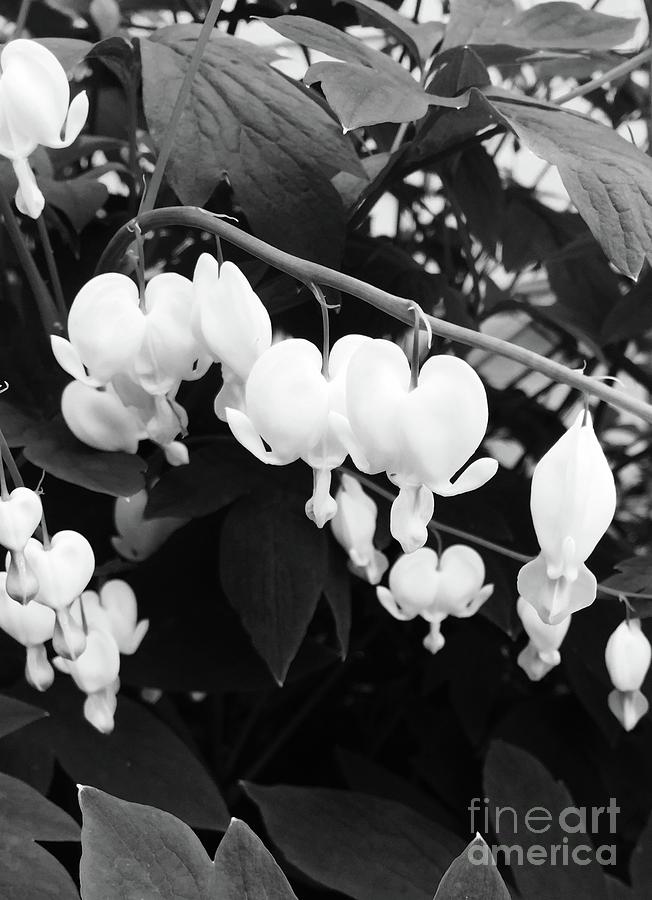 Flower Photograph - Black And White Bleeding Heart by Megan Cohen Flower Photograph - Black And White Bleeding Heart by Megan Cohen
