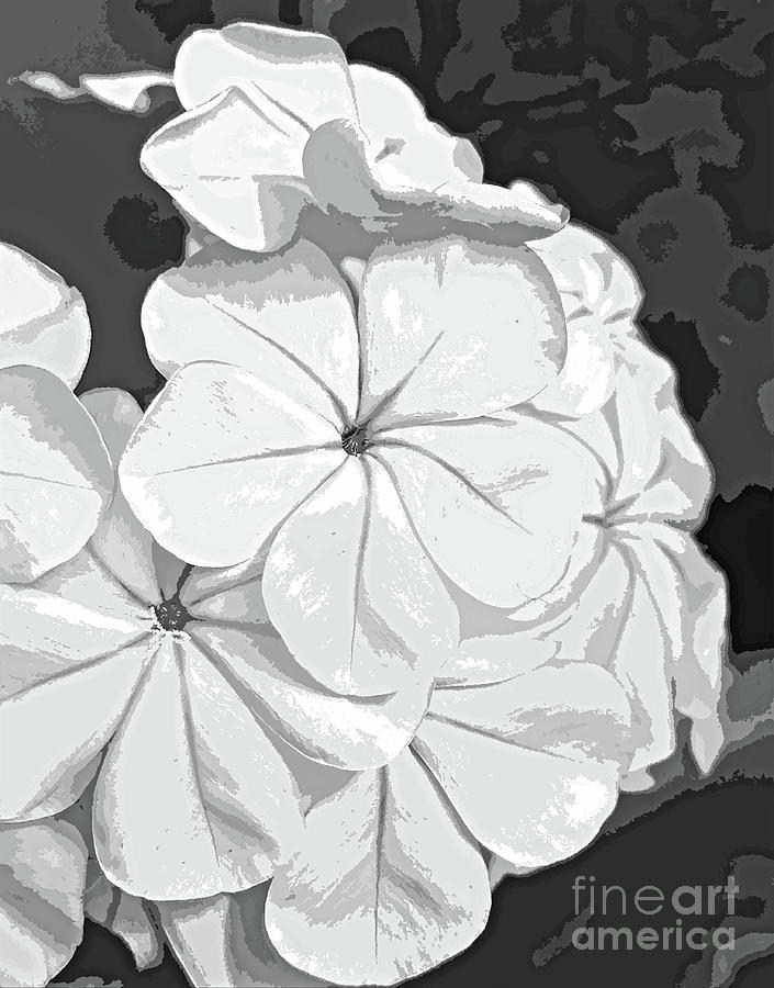 Black and White Blossom Abstract 300 Painting by Sharon Williams Eng