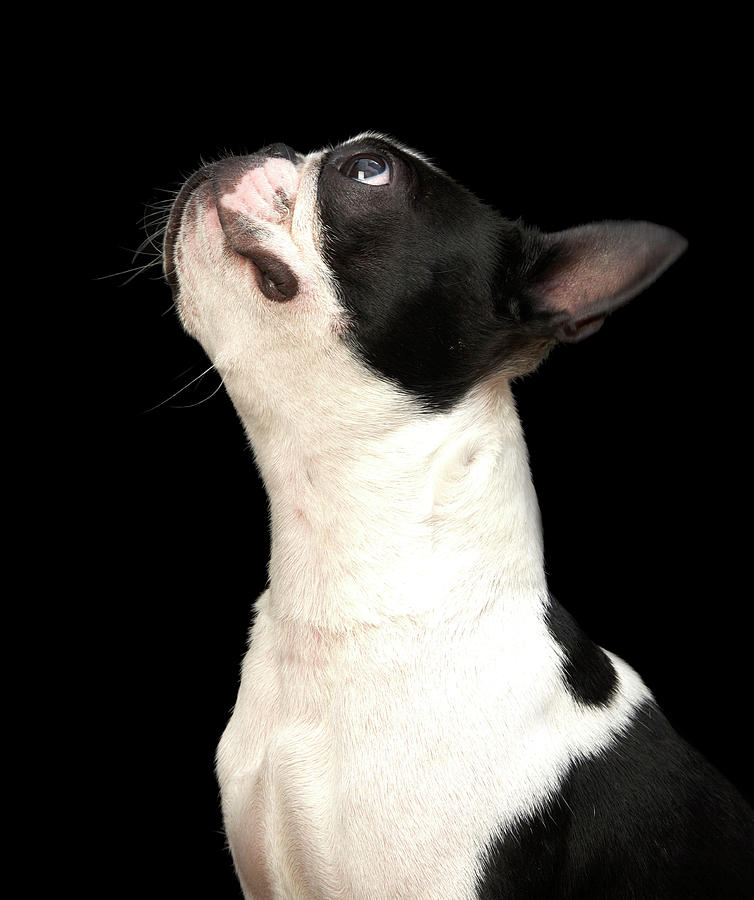 Black And White Boston Terrier Looking Photograph by M Photo