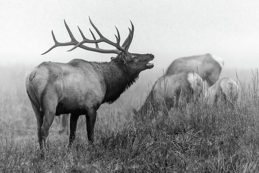 Black and White Bull Elk Photograph by Eric Albright