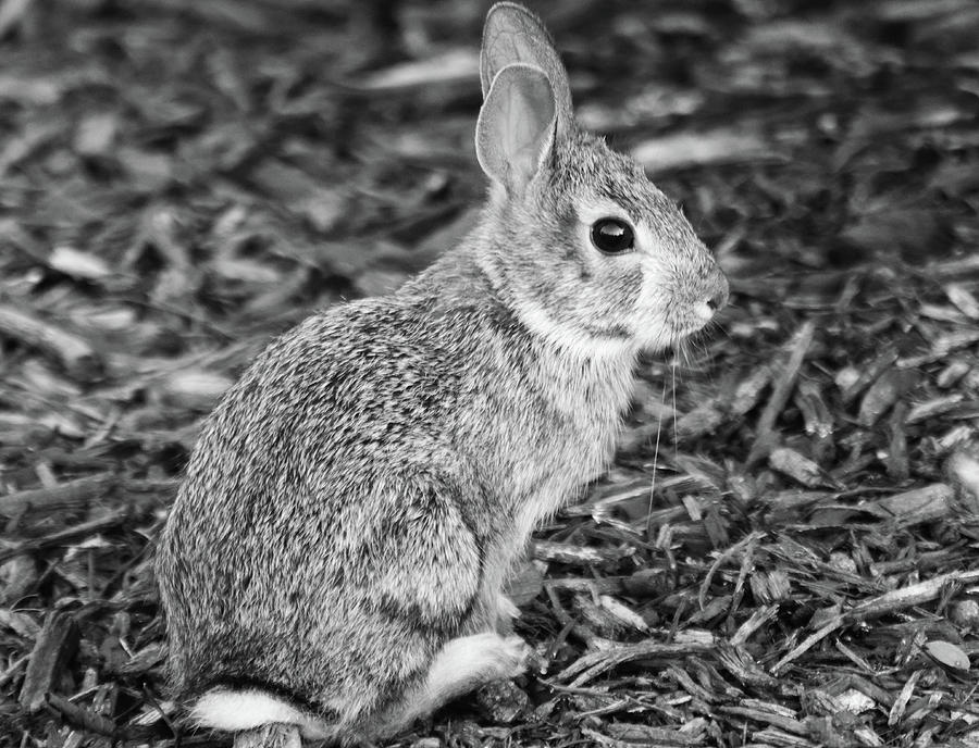 Black and White Bunny Rabbit by TJ Fox Black and White Bunny Rabbit by TJ Fox
