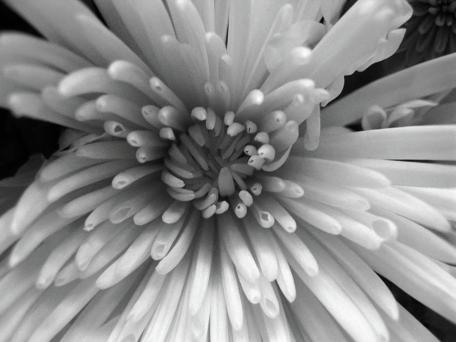 Black and white burst of a flower Photograph by Allen Penton - Fine Art ...