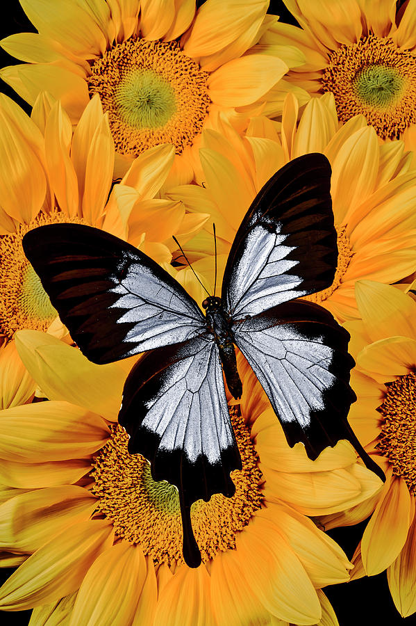 Black And White Butterfly On Sunflowers Photograph by Garry Gay