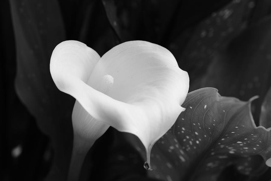 Black and White Calla Lily Photograph by Jimmy Chuck Smith