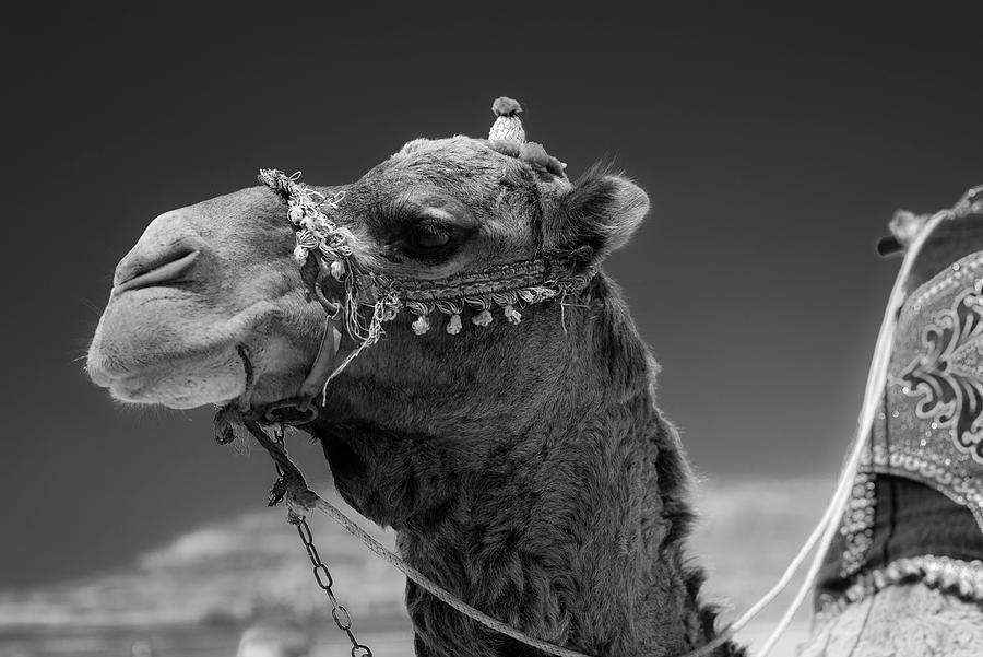 Camel images 2024 black and white