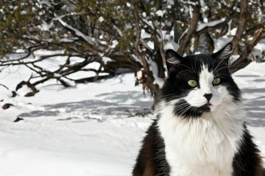 Black And White Cat Sitting In The Snow Photograph by Marilyn Conway
