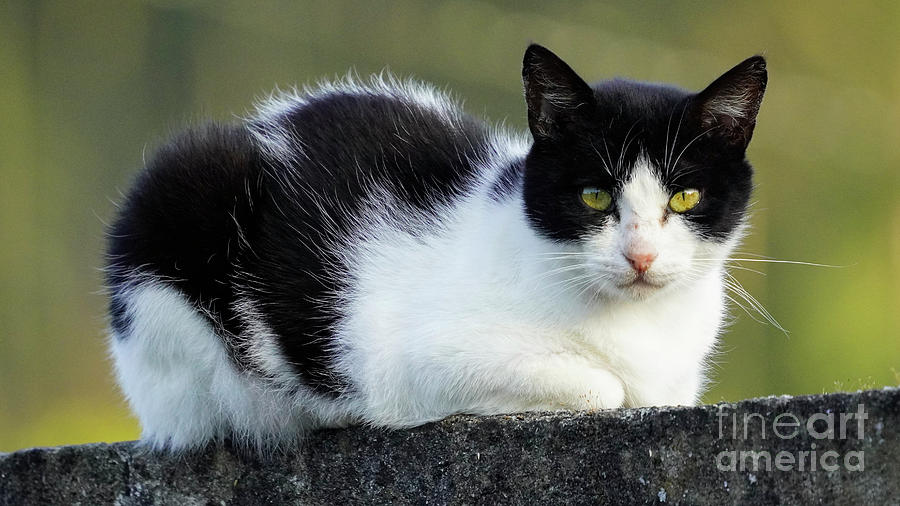 Black and White Cat with Green Eyes Photograph by Pablo Avanzini