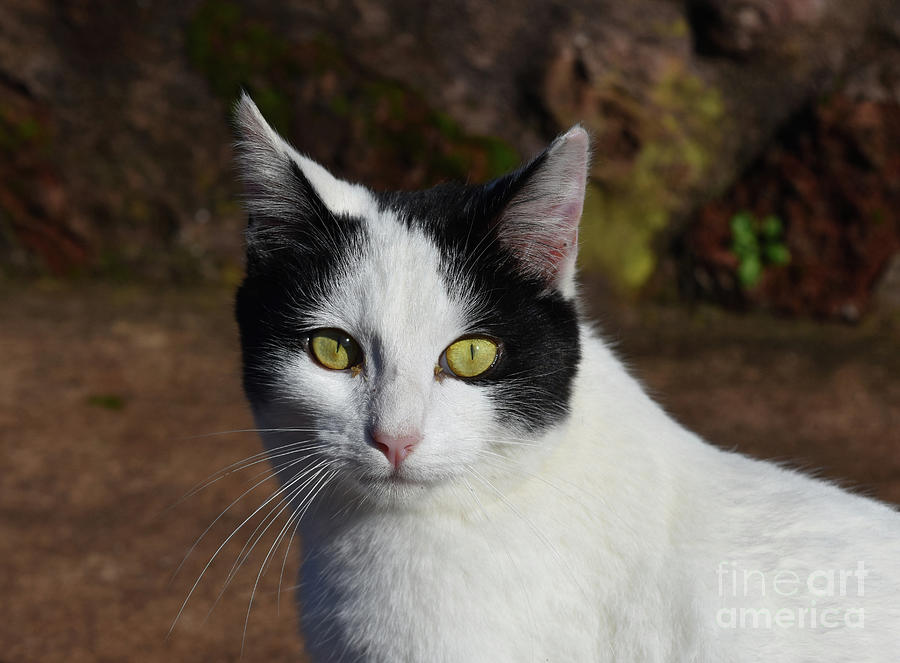 Black and White Cats with Distinctive Yellow Eyes Photograph by DejaVu ...