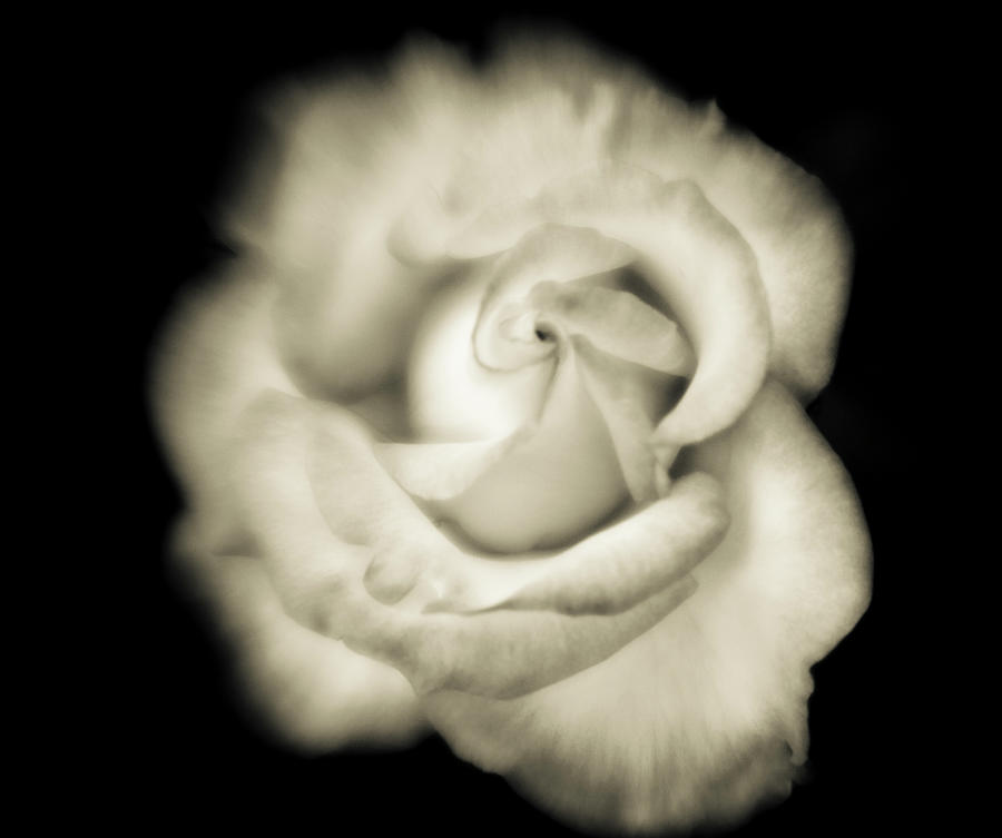 Black And White Close-up Of White Rose Photograph by Bob Cornelis Black And White Close-up Of White Rose Photograph by Bob Cornelis