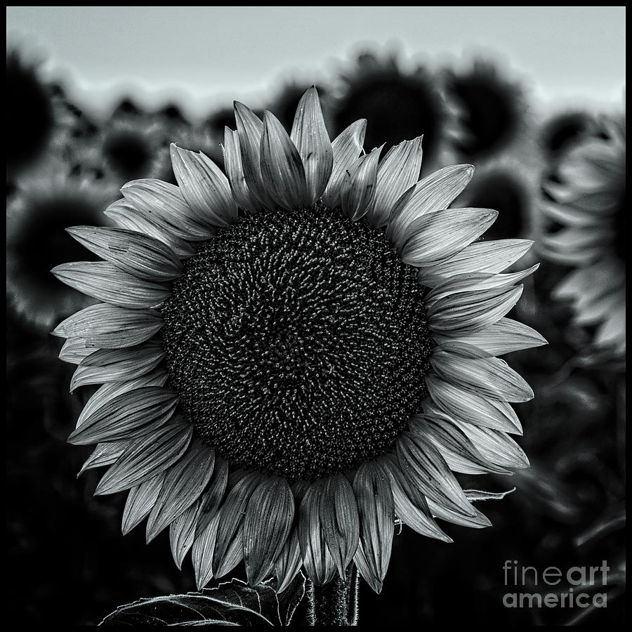 Black and white closeup of a sunflower in a field at dusk Photograph by Phillip Rubino