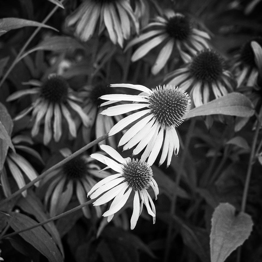 Black and White Coneflowers Photograph by Catherine Reading