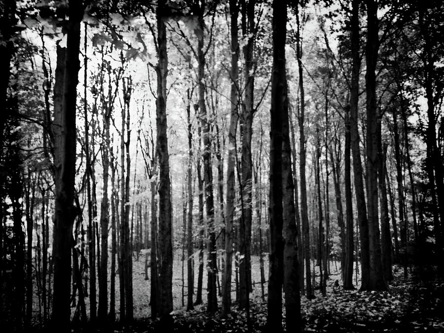 Black And White Creepy Trees Photograph By Quiet Space Photo Studio Llc 