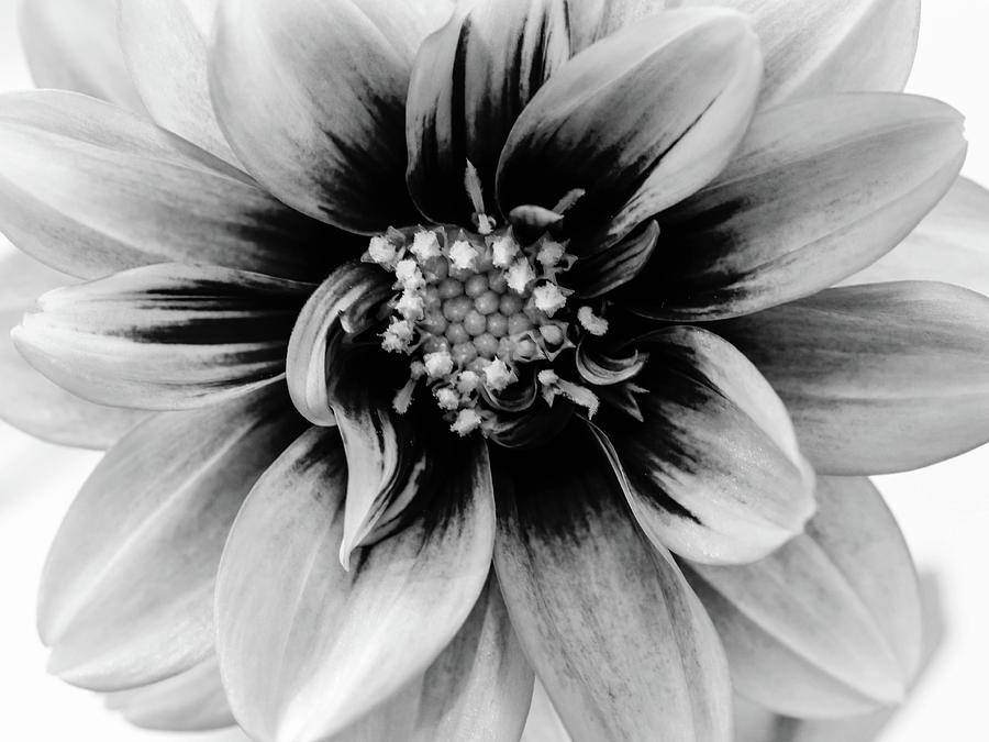 Black and White Dahlia Photograph by Louis Dallara