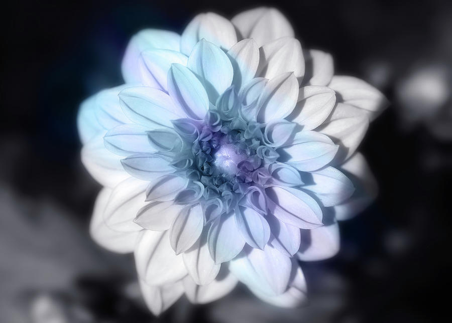 Black And White Dahlia With Light Selective Coloring Photograph by Johanna Hurmerinta