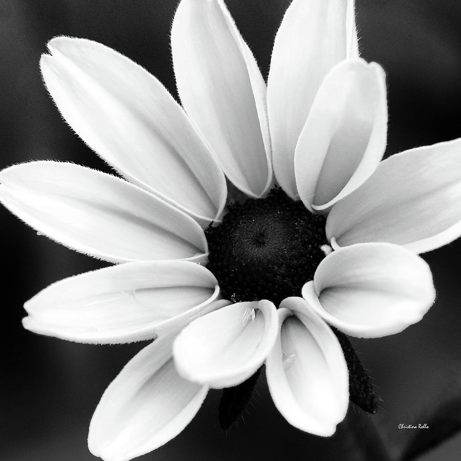 Fajarv: Photography Black And White Images Of Flowers