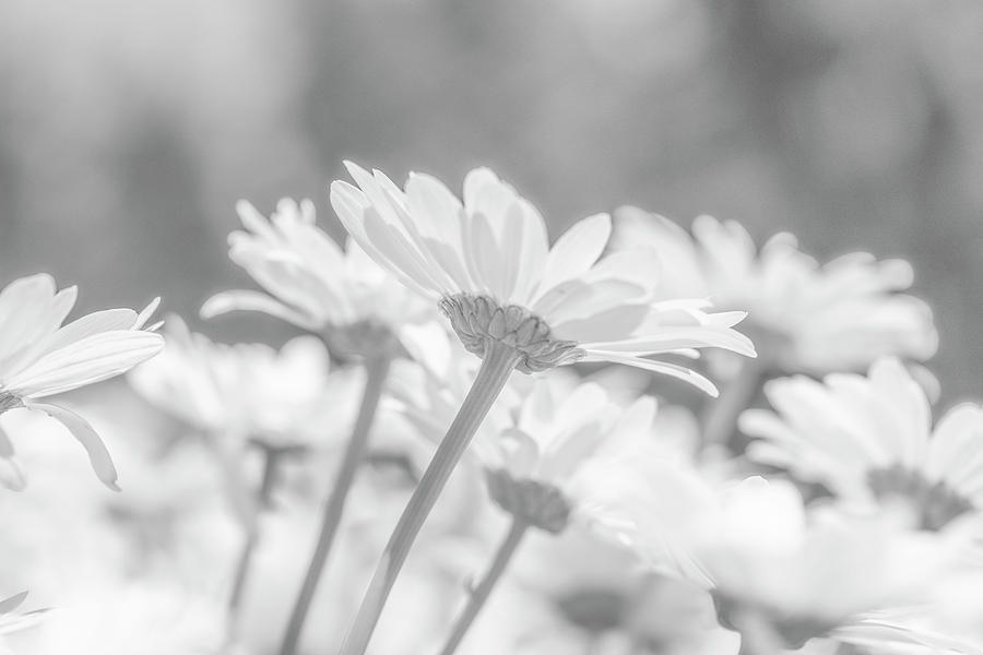 Black And White Daisy Photograph by Kathy Paynter