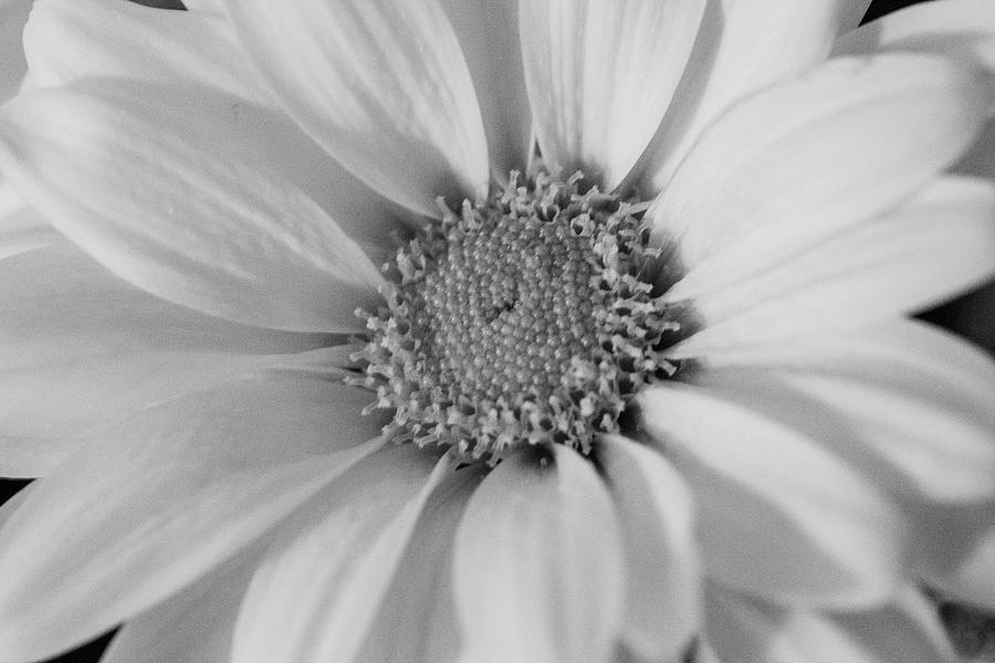Black and White Daisy Photograph by Laura Smith